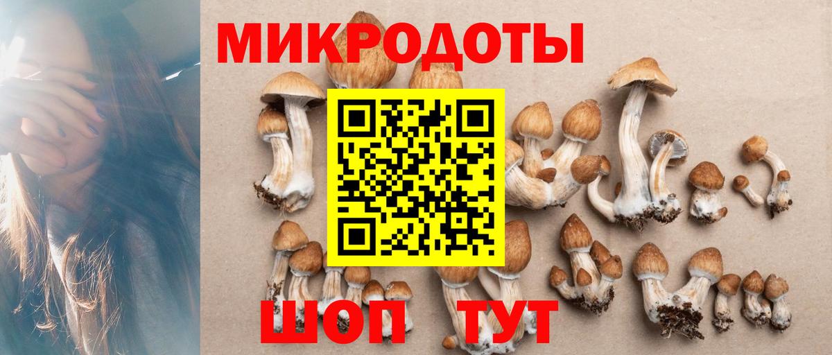 Псилоцибиновые грибы Psilocybine cubensis Среднеуральск